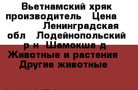 Вьетнамский хряк производитель › Цена ­ 10 000 - Ленинградская обл., Лодейнопольский р-н, Шамокша д. Животные и растения » Другие животные   